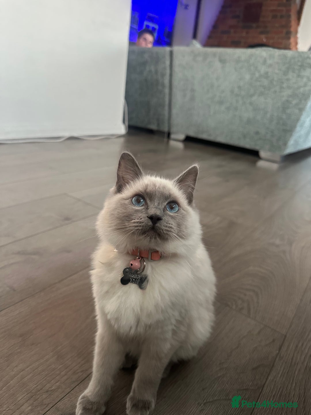 Ragdoll cats for sale: Ragdoll kitten  - Advert 1