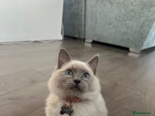 Ragdoll cats Ragdoll kitten - Advert 1