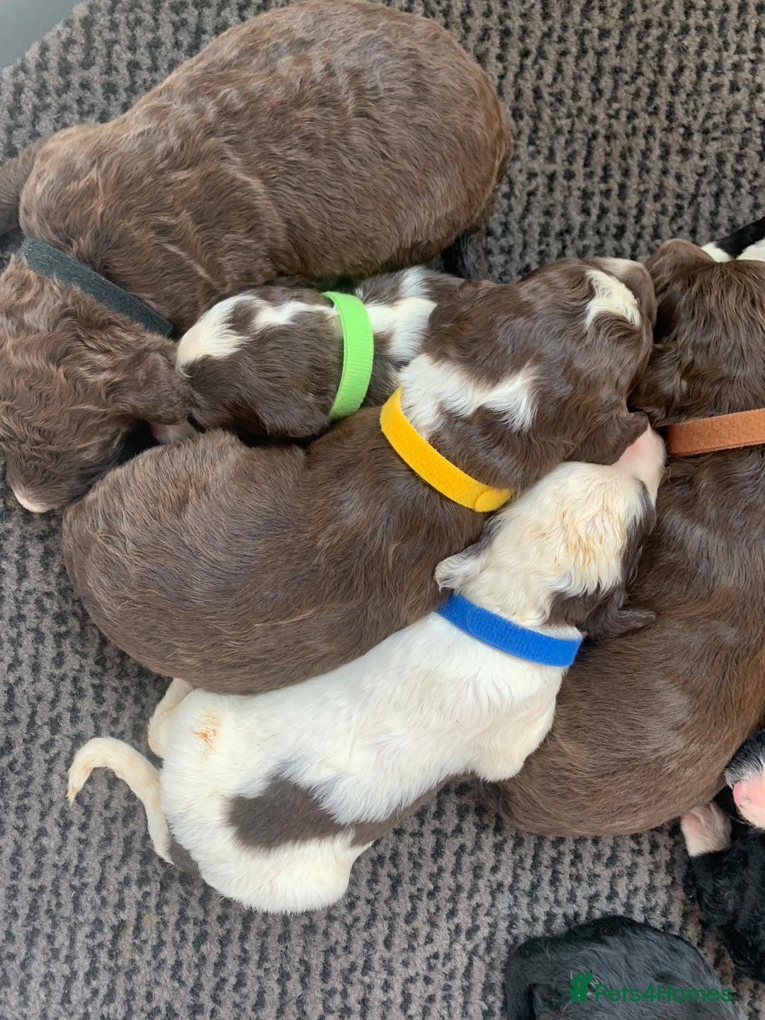 Bernedoodle dogs for sale: F1 Standard Bernedoodle Puppies  - Image 8