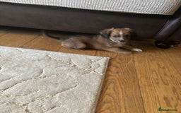 Mixed Breed dogs for sale:  Cockerainan   - Image 10