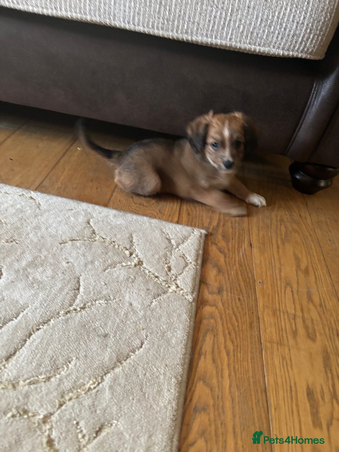 Mixed Breed dogs for sale:  Cockerainan   - Image 10