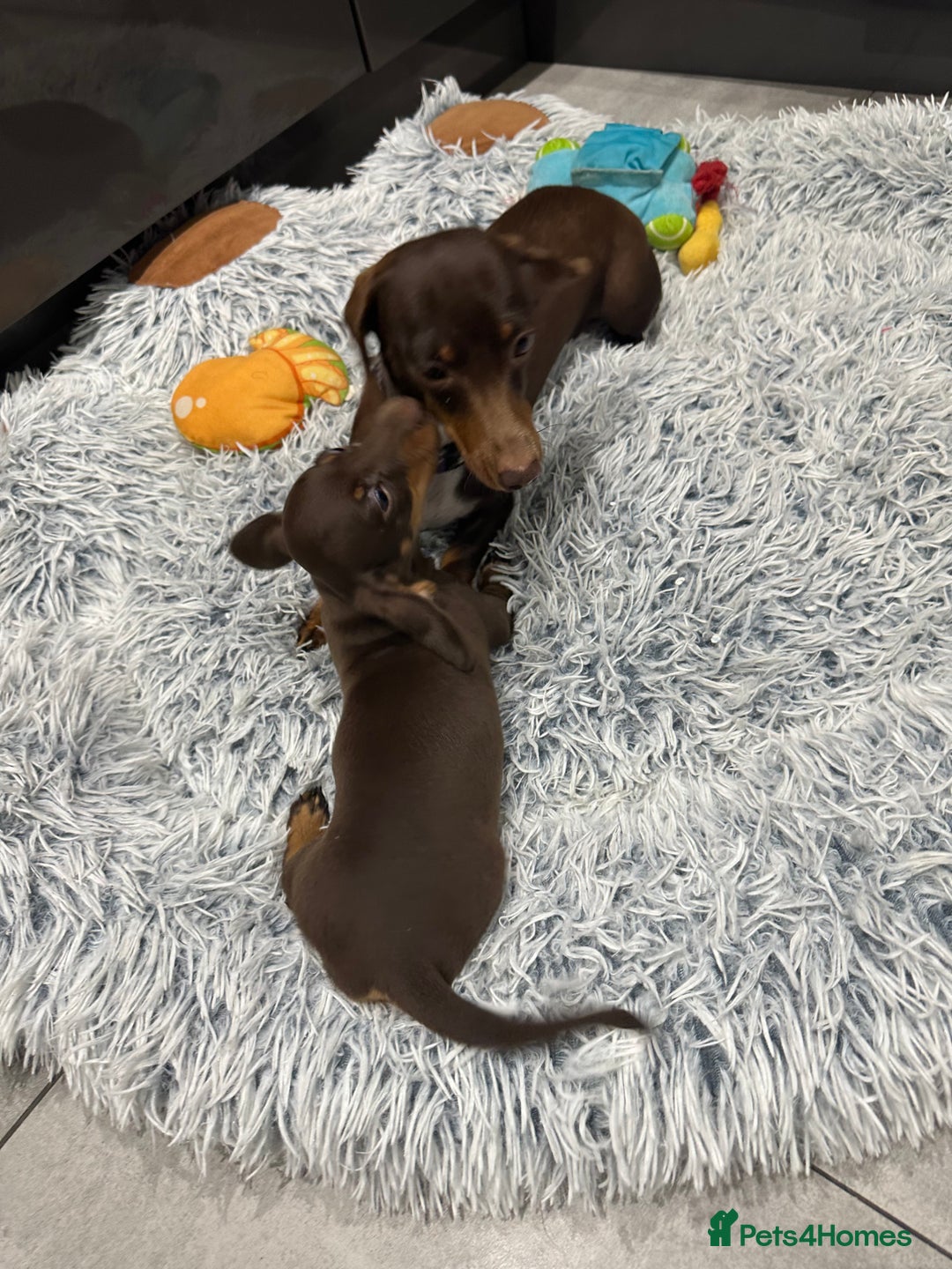 Miniature Dachshund dogs for sale: Smooth haired miniature dachshund girl❗️ - Advert 2