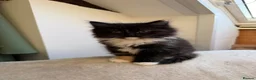 Mixed Breed cats for sale: Kittens for good homes - Advert 36