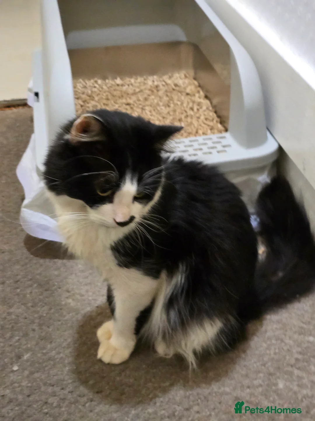 Mixed Breed cats for sale: Rescued Cat - Needs A Loving Home - Advert 5