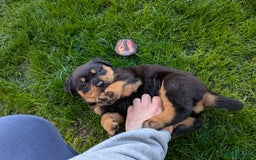 Rottweiler dogs for sale: Exclusive UK Rottweiler Puppy Champion Bloodlines - Image 10