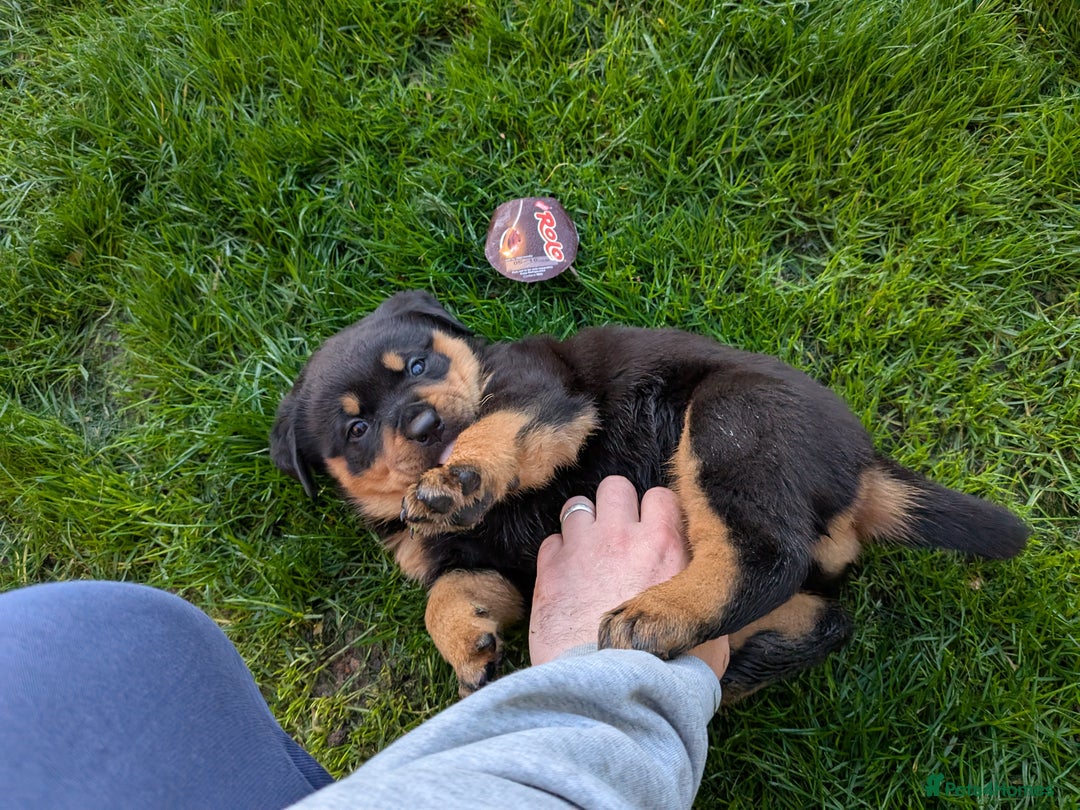 Rottweiler dogs for sale: Exclusive UK Rottweiler Puppy Champion Bloodlines - Image 10