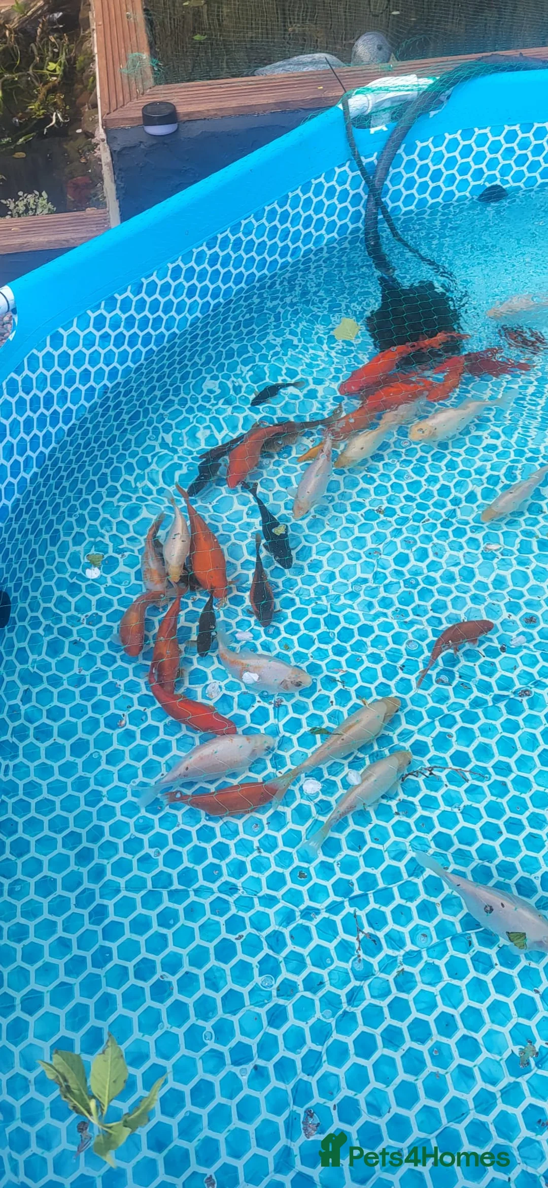 Goldfish fish for sale: Goldfish in Wolverhampton - Advert 3