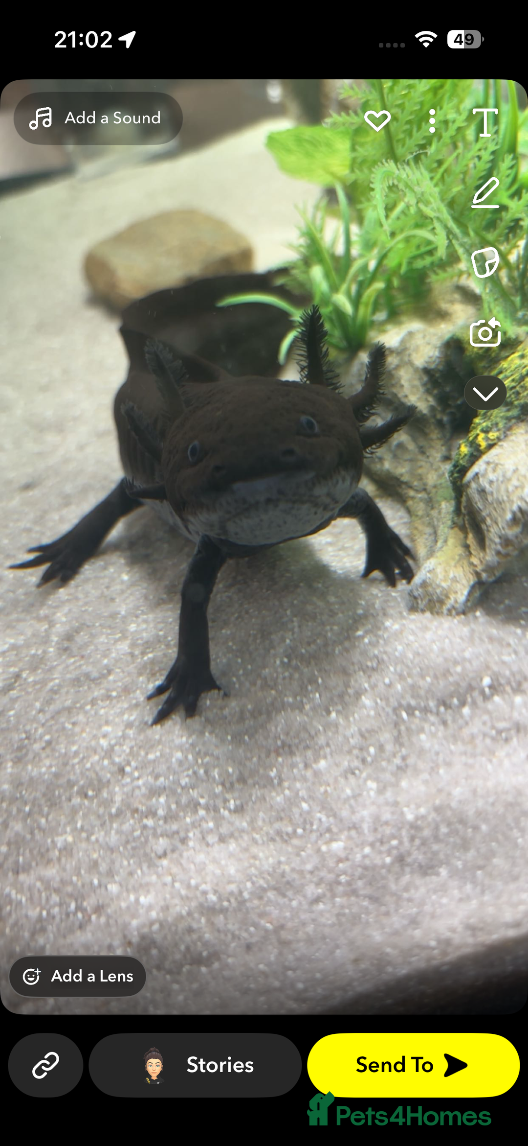 Axolotl reptiles for sale: Male axolotl  - Advert 2