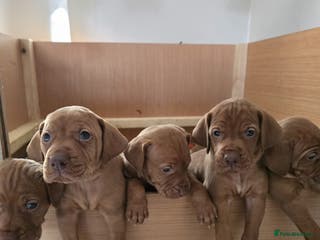 Hungarian Vizsla dogs 🧡Hungarian Vizsla Puppies - Exceptional pedigrees - Advert 13