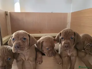 Hungarian Vizsla dogs 🧡Hungarian Vizsla Puppies - Exceptional pedigrees - Advert 12