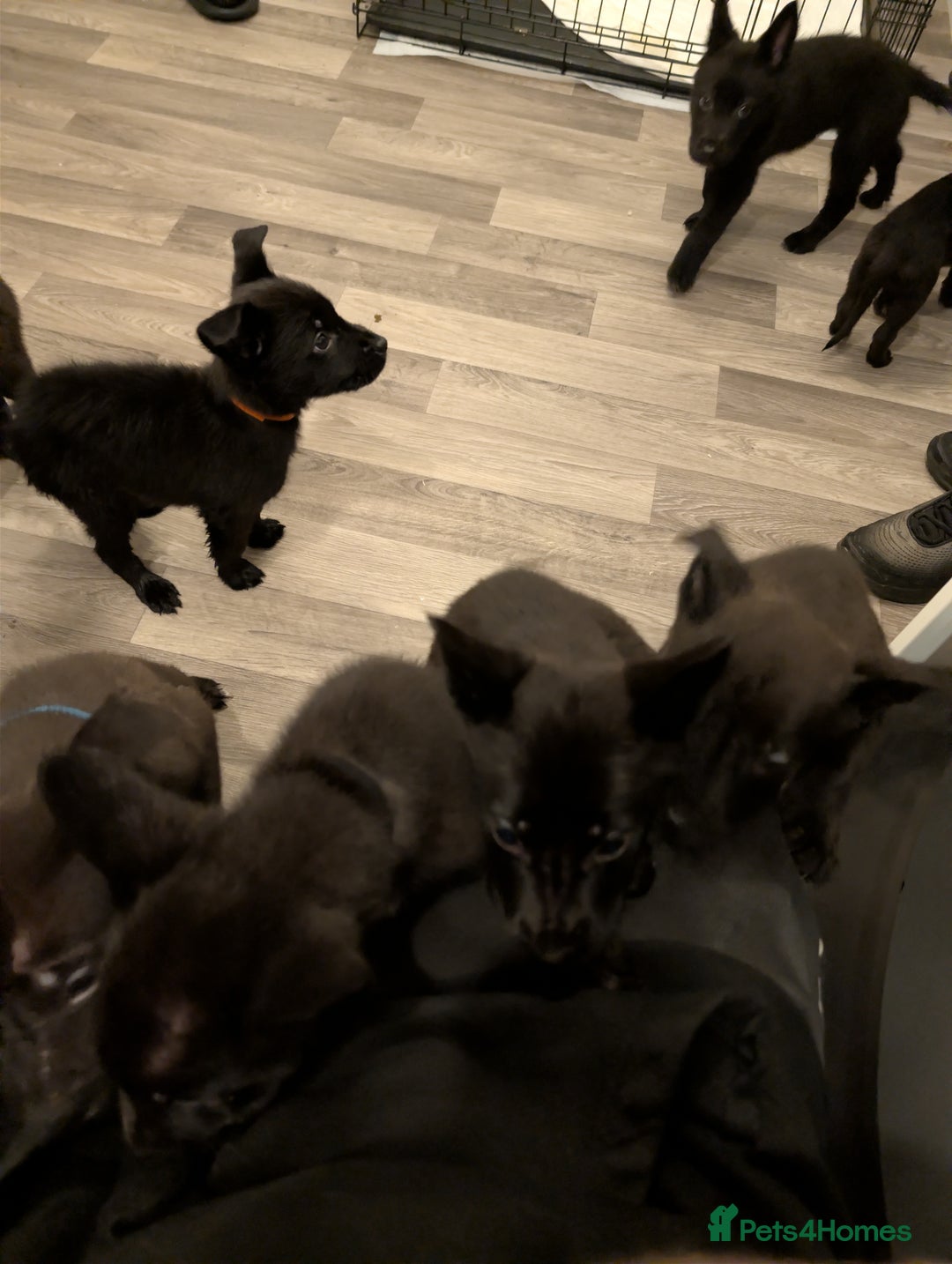 Mixed Breed dogs for sale: German shepherd X cane corso pups for sale  - Advert 19