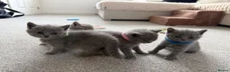 British Shorthair cats for sale: Beautiful British Shorthair Kittens- Ready to go - Advert 14