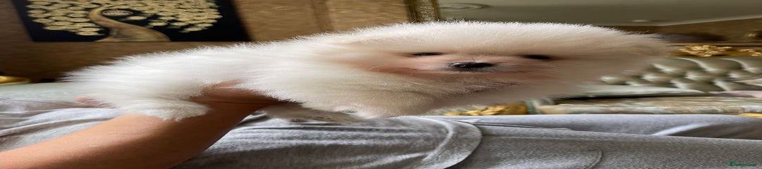 Pomeranian Puppy 3