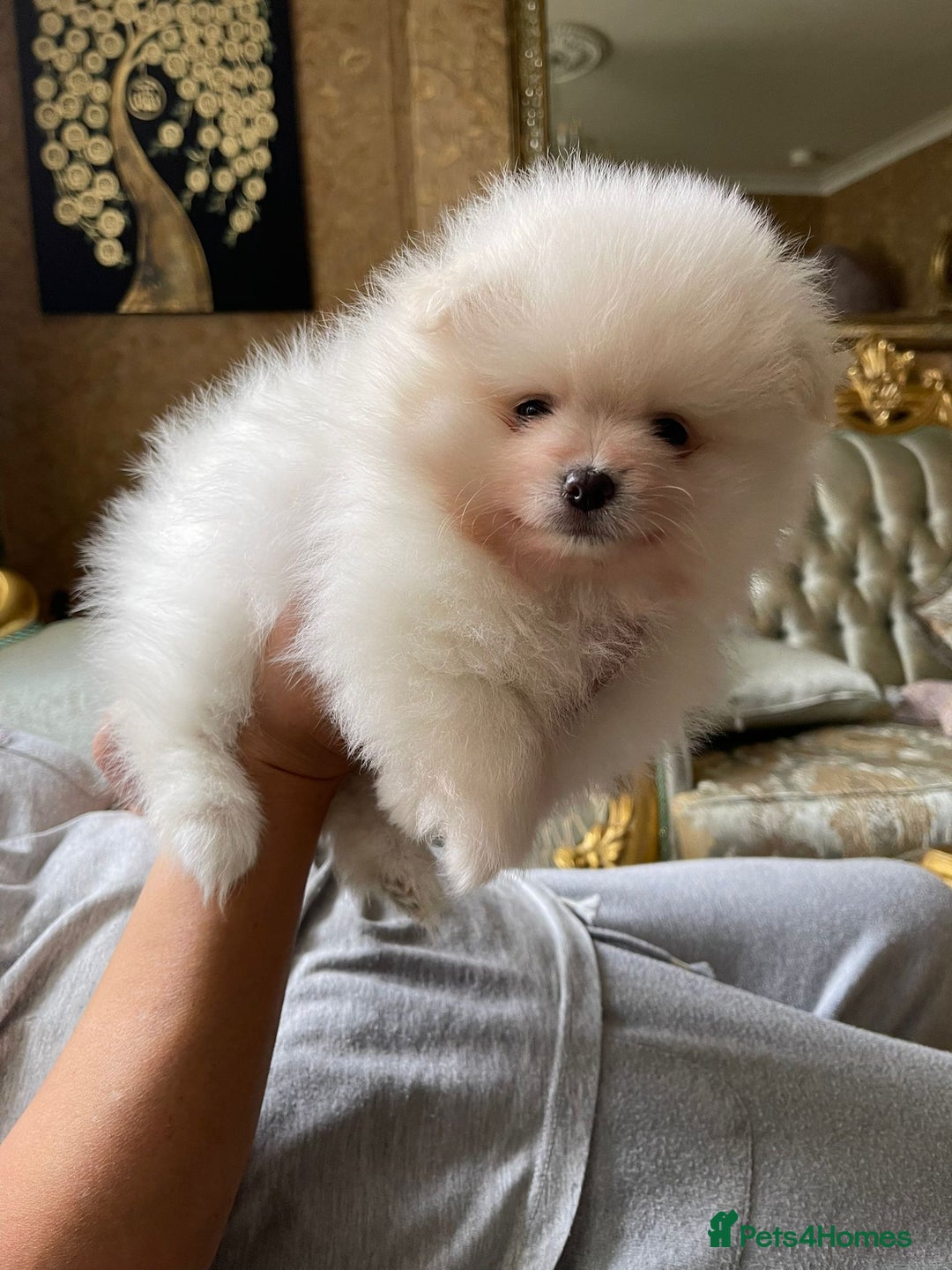 Pomeranian dogs for sale: Pomeranian Spitz puppies  - Image 2