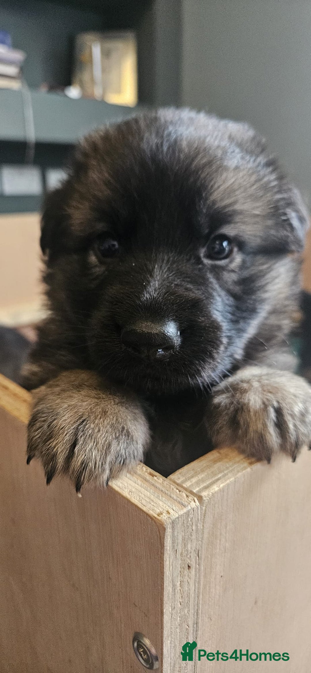 German Shepherd dogs for sale: German shepherd pups  - Image 10