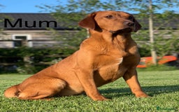 Labrador Retriever dogs for sale: KC Fox Red Labrador Girl 7 months old - Image 3