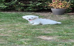Maltese dogs for sale: Puppy - Image 5