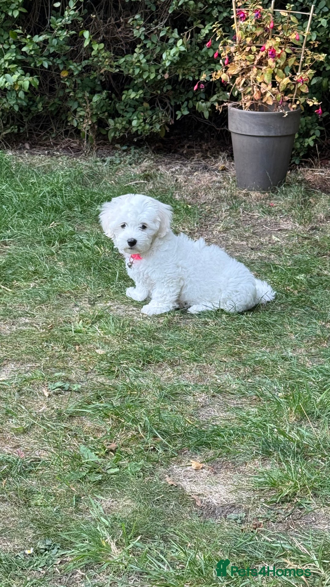 Maltese dogs for sale: Puppy - Image 5