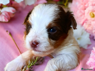 Yorkshire Terrier dogs Posh puppies😍😍 colorfull Yorkshire terrier🐶🐶🐶 - Advert 4