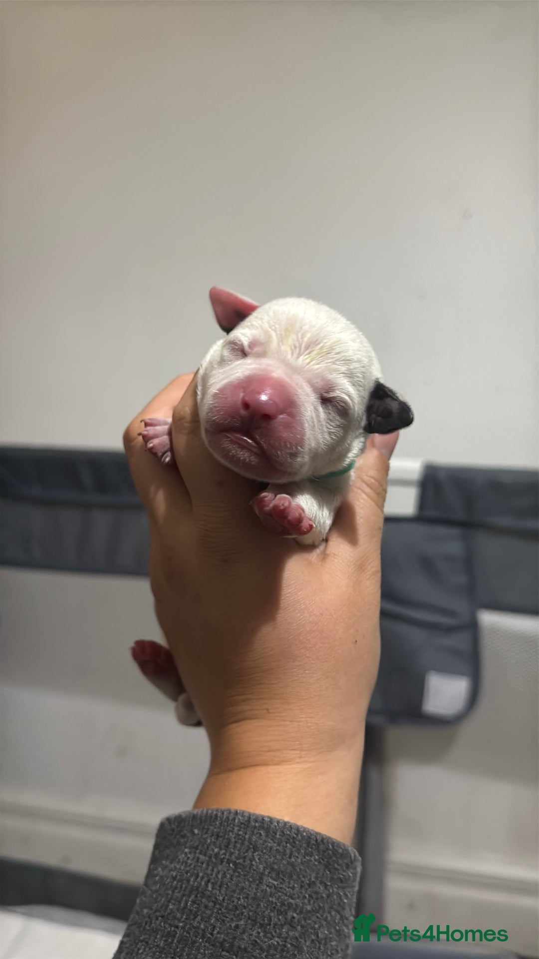 Mixed Breed dogs for sale: American bulldog cross Staffy pups - Image 7