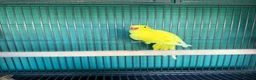Ringnecks birds for sale: Lutino Ringnecks  - Advert 3
