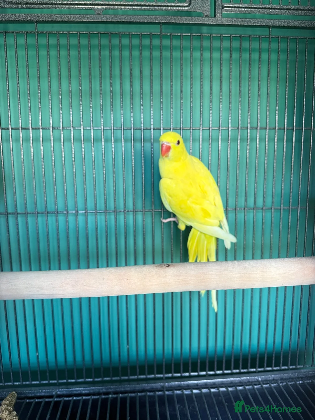 Ringnecks birds for sale: Lutino Ringnecks  - Advert 3