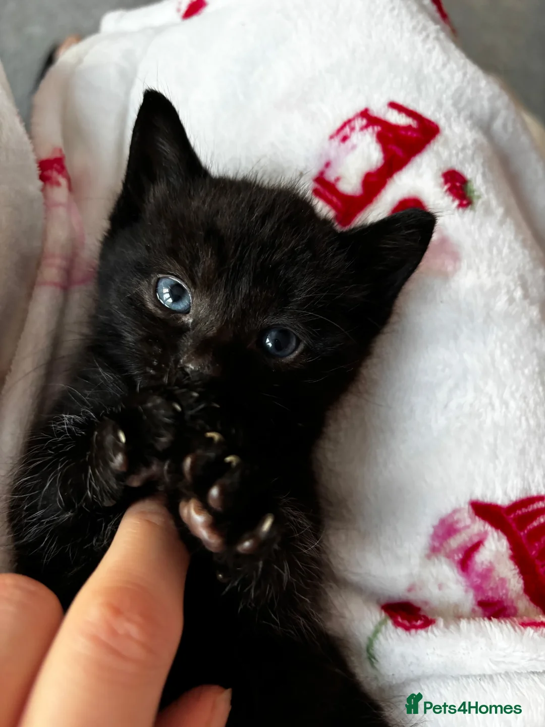 Mixed Breed cats for sale: 2 male black kitten/black white female  in St Albans - Advert 1