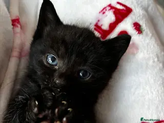 Mixed Breed cats 2 male black kitten/black white female in St Albans - Advert 2