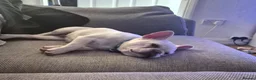 French Bulldog dogs for sale: 9 month old platinum french bulldog - Advert 2