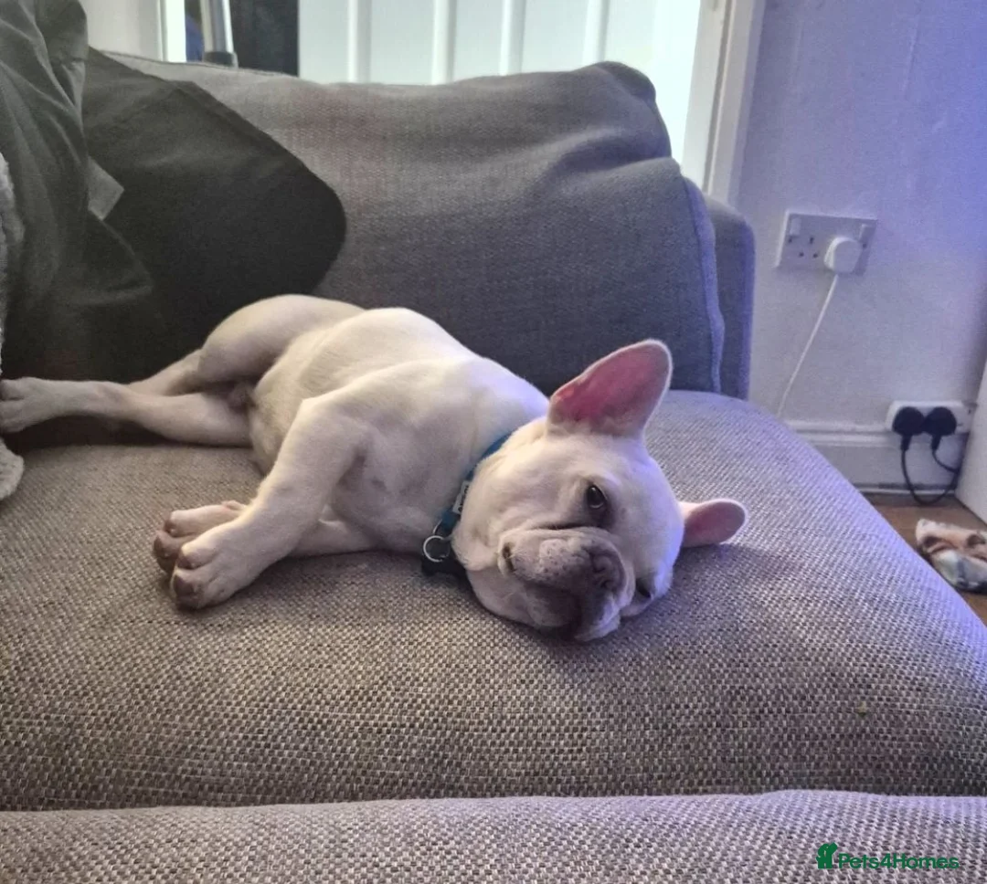 French Bulldog dogs for sale: 9 month old platinum french bulldog - Advert 2