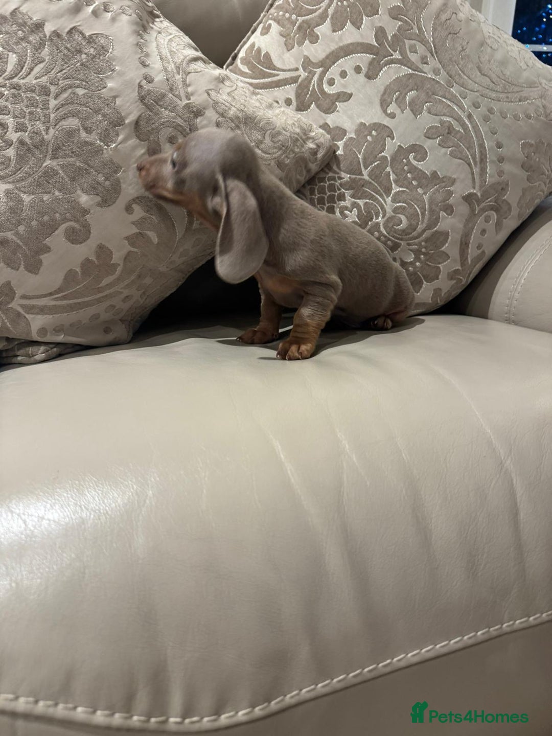 Miniature Dachshund dogs for sale: 2 beautiful lilac and tan miniature dachshunds  - Advert 4
