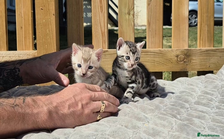 Bengal cats - Advert 1