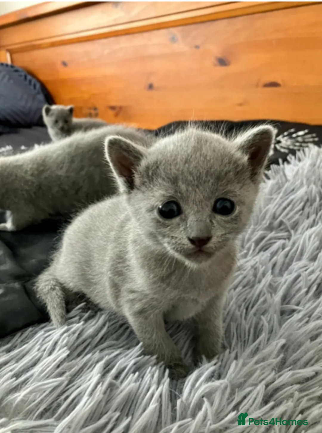 Russian Blue cats for sale: Very well socialised russian-Blues get urs now - Advert 2