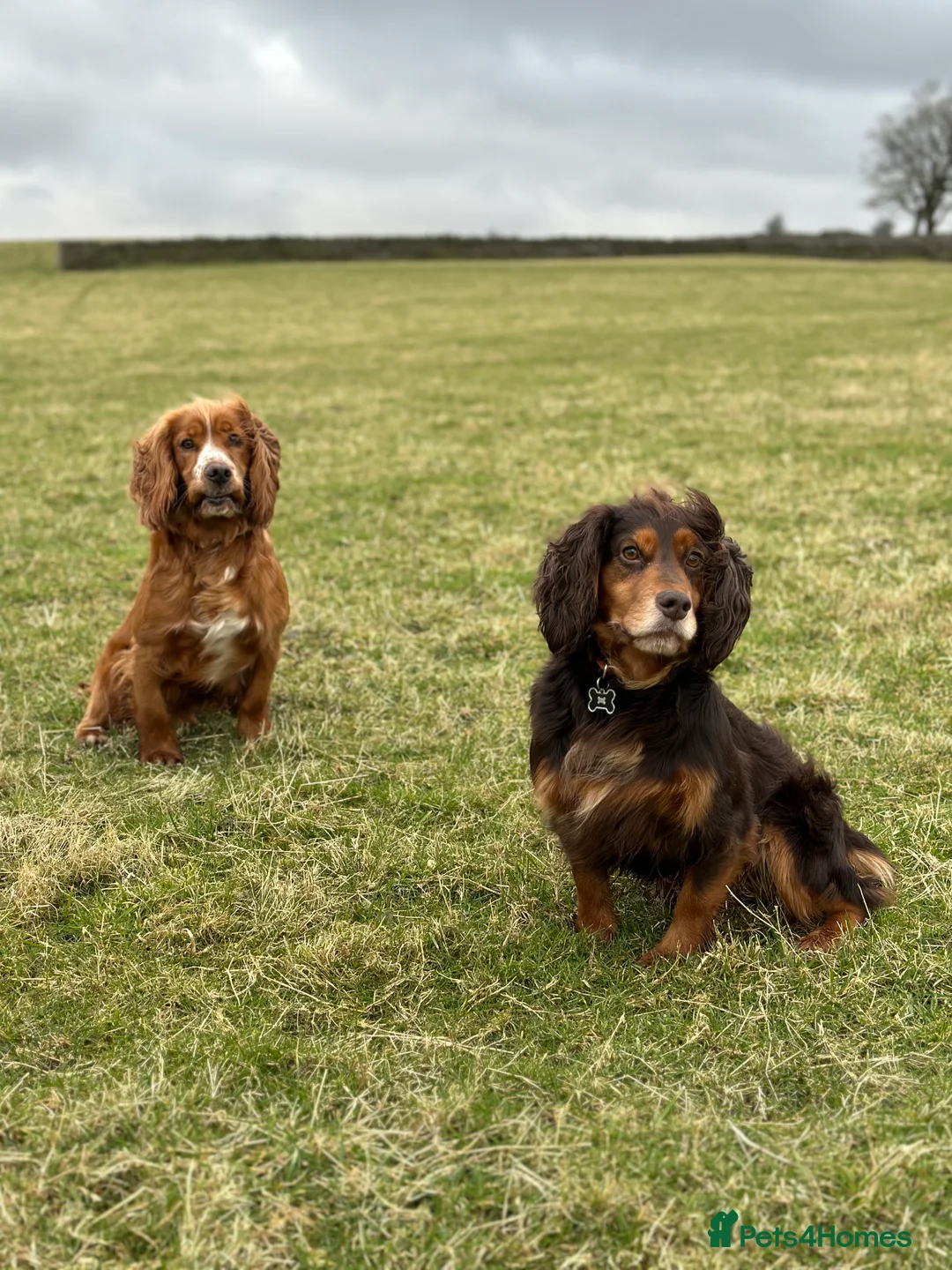 Cocker Spaniel dogs for stud: cocker spaniel in Treharris - Advert 6