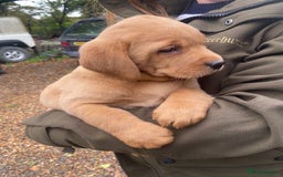 Labrador Retriever dogs for sale: Red labrador puppies - Image 8