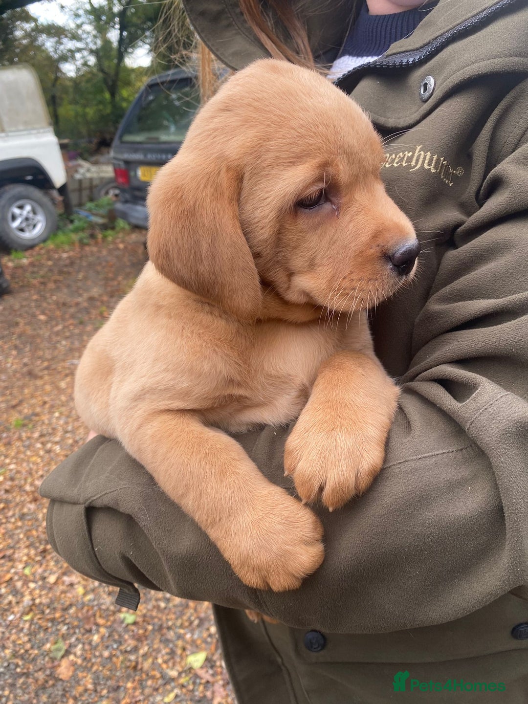 Labrador Retriever dogs for sale: Red labrador puppies - Image 8