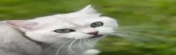British Shorthair cats for stud: BSH stud - Advert 6