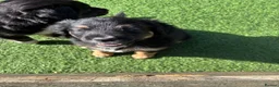 Mixed Breed dogs for sale: Beautiful puppies  in Tranent - Advert 7