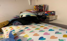 Mixed Breed cats for sale: Black female cat - Advert 2