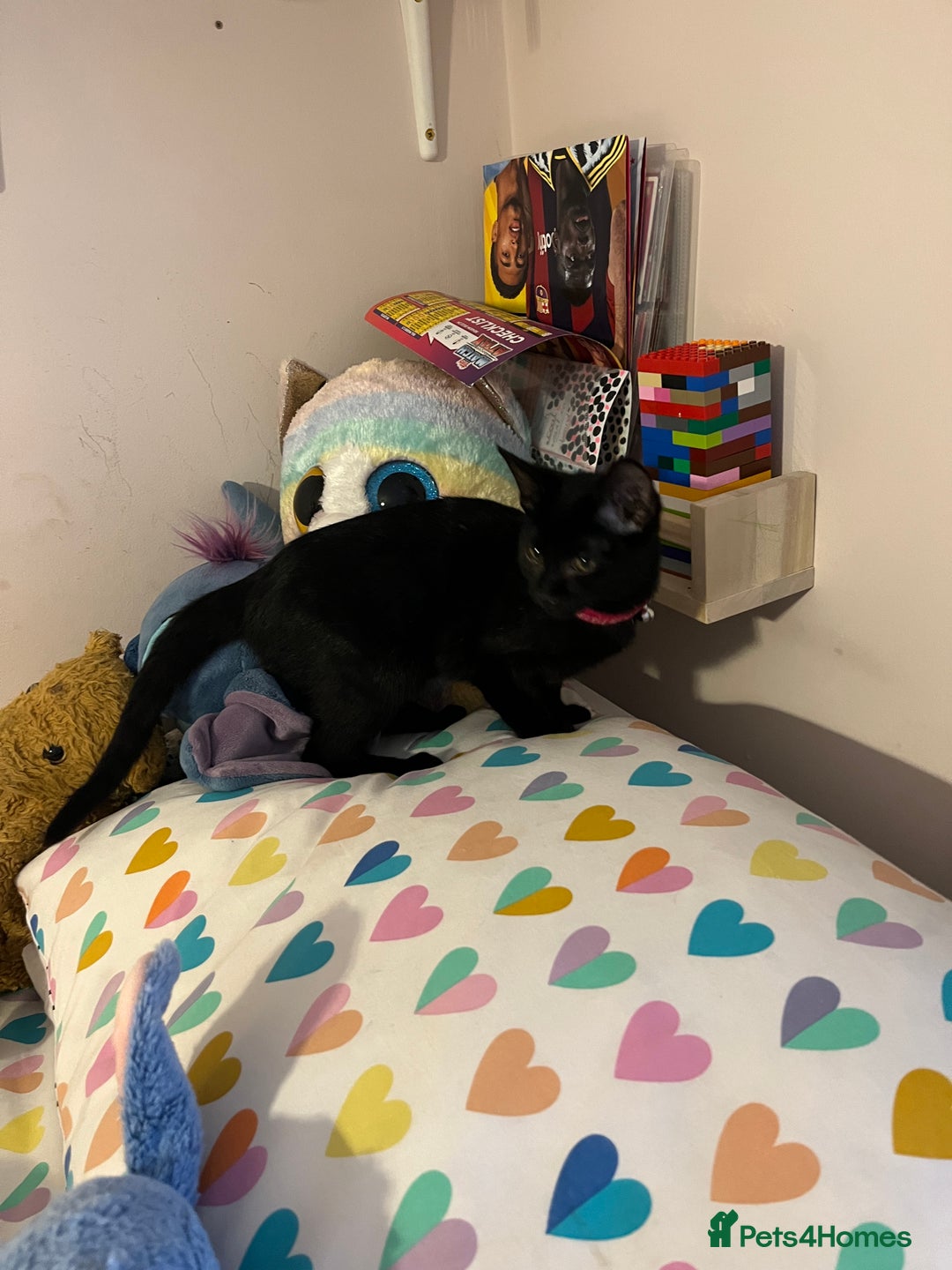 Mixed Breed cats for sale: Black female cat - Advert 2