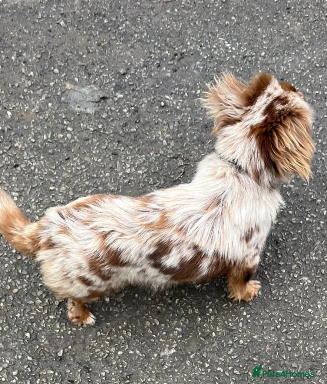 Mixed Breed dogs for sale: Beautiful Mini Dachshund × Pomchi Puppies  - Advert 16