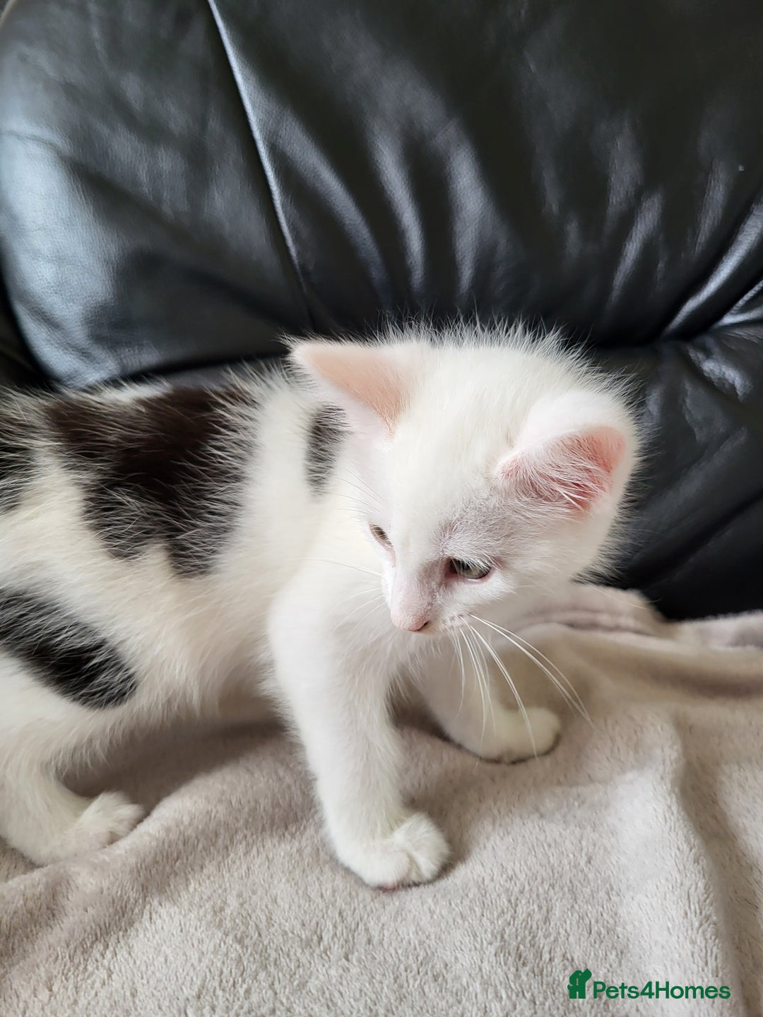 Mixed Breed cats for sale: 2 kittens for sale - Image 5