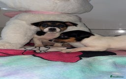 Jack Russell dogs for sale: 💙 4 beautiful Jack Russell’s 🩷 - Image 2