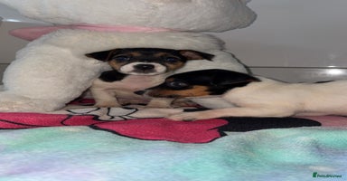 Jack Russell dogs - Advert 3