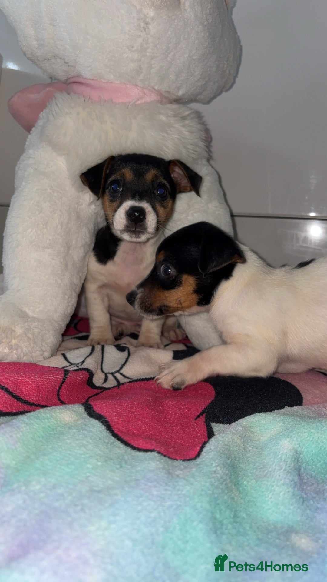 Jack Russell dogs for sale: 💙 4 beautiful Jack Russell’s 🩷 - Image 2