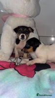 Jack Russell dogs - Advert 11