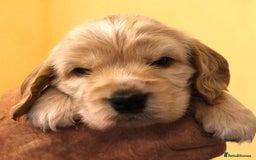 Cocker Spaniel dogs for sale: KC registered Cocker Spaniel puppies - Image 17