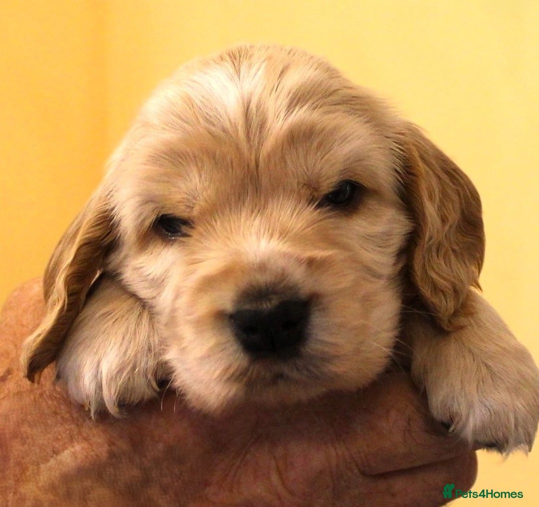 Cocker Spaniel dogs for sale: KC registered Cocker Spaniel puppies - Image 17