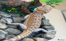 Bearded Dragon reptiles for sale: 🔥Last clutch this year!! Baby bearded dragons 🔥 - Image 2