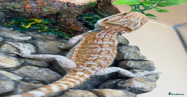 Bearded Dragon reptiles - Advert 14
